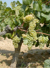 2014.10.27.cava-grape-vine