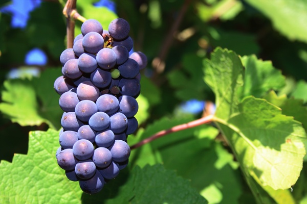 2014.10.27.pinot-noir-grapes